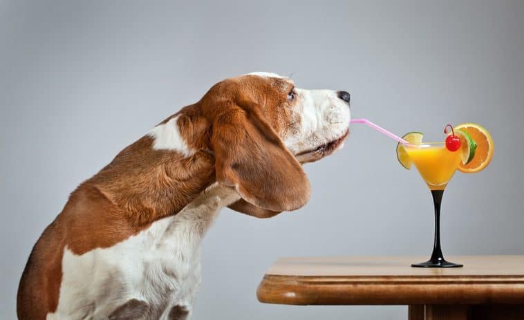  Dog Drinks Orange Juice