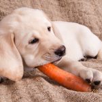 puppy eats carrots