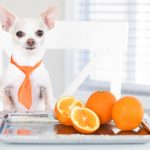 a dog eats oranges