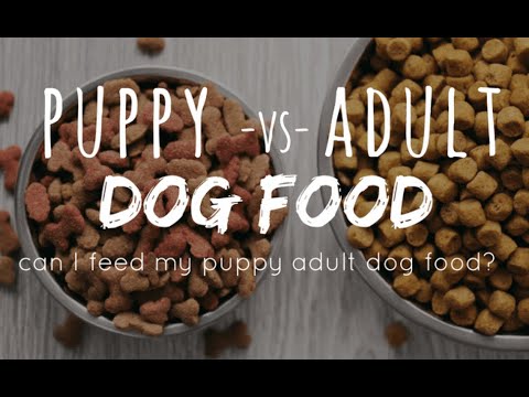 Puppy Food vs Adult Food