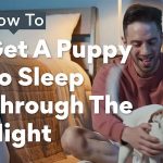 How to Get a Puppy to Sleep Through the Night