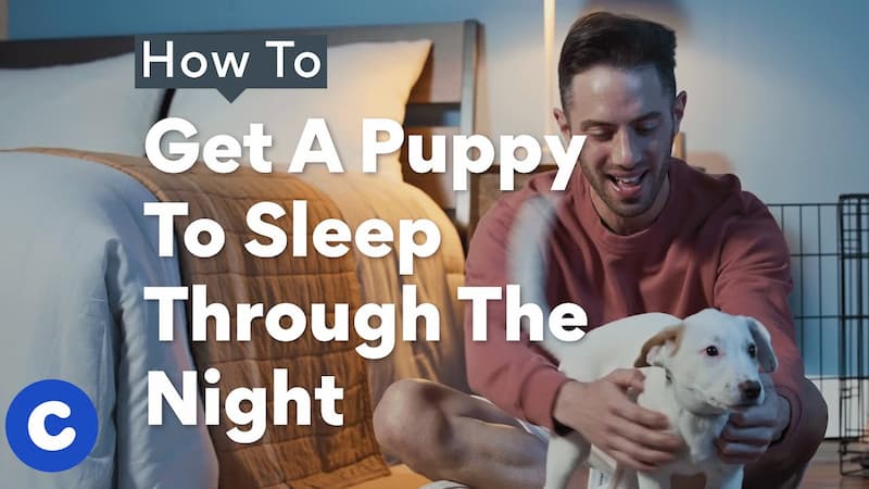 How to Get a Puppy to Sleep Through the Night