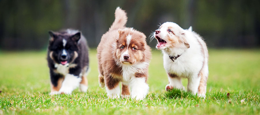 Puppy Socialization guide