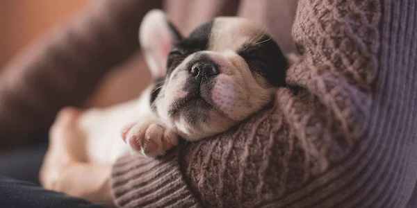 a sleeping puppy