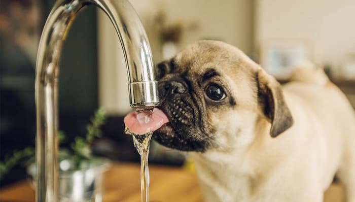 puppy is drinking water