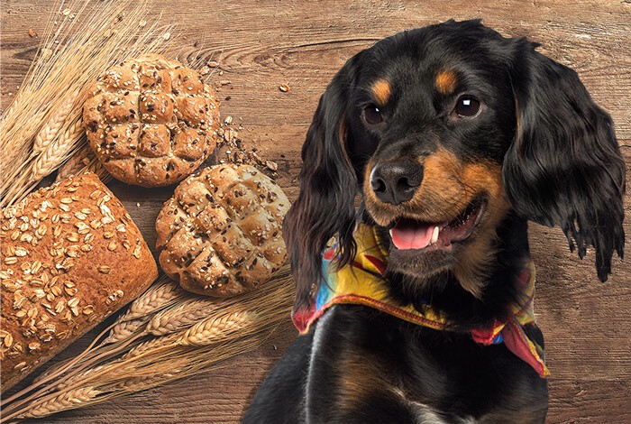 How Much Bread Can Dogs Safely Eat?