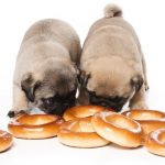 dogs are eating bread