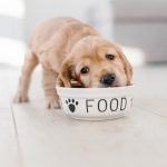 Puppy Eat Adult Dog Food