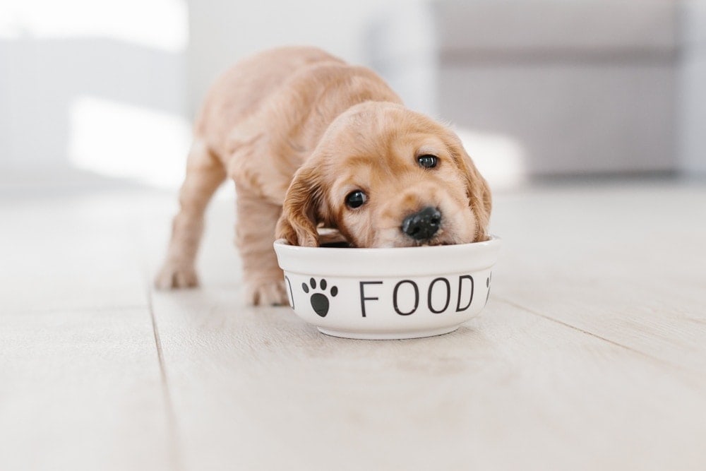 Puppy Eat Adult Dog Food