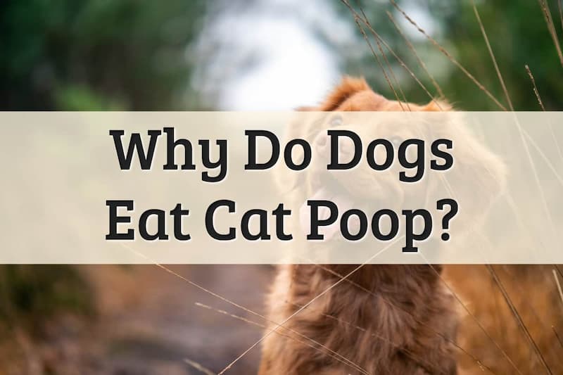 dog eat cat poop