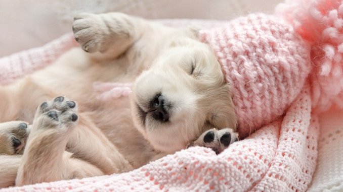 Why Dogs Sleep So Much