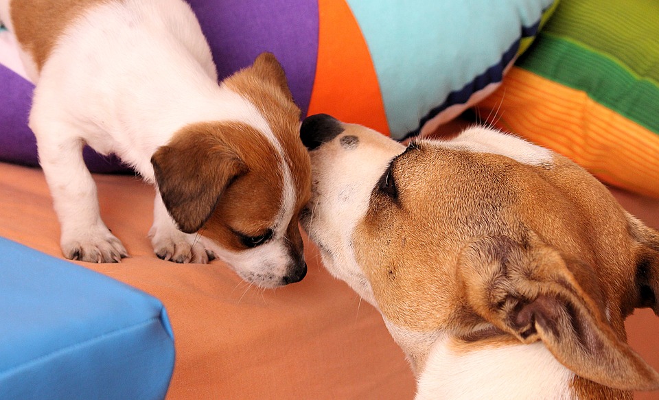 How Long Should a Puppy Stay with its Mother?