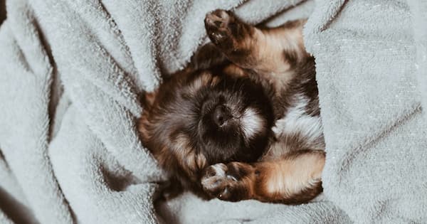 Why Dogs Breathing Fast While Sleeping