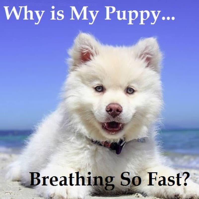 A white puppt is breathing fast
