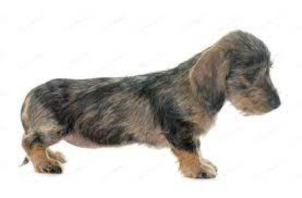 Wirehaired Dachshund Puppy