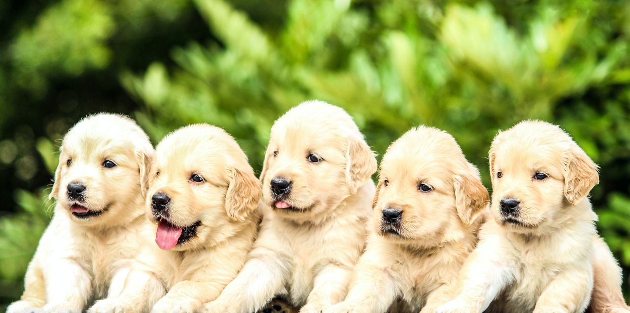 a litter of puppies