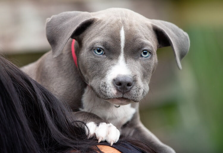 blue nose pitbull puppies