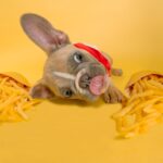 When Can Puppies Eat Dry Food?