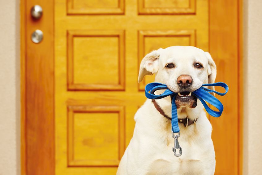 bell training puppy