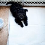 potty training puppy in apartment