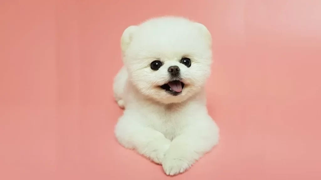 teddy bear puppy