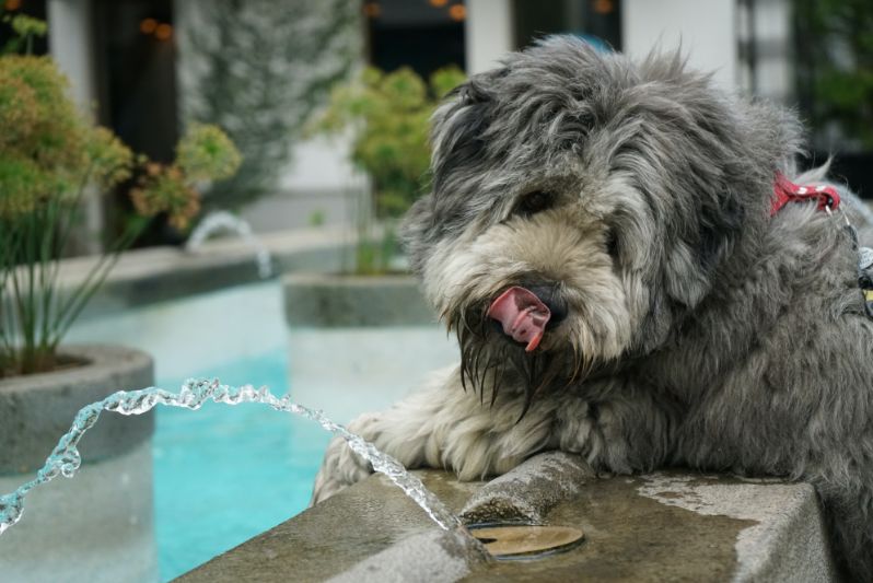 Puppy Drinking a Lot of Water