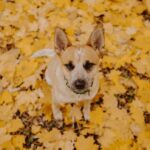Red Heeler Puppies: Here's What You Need to Know