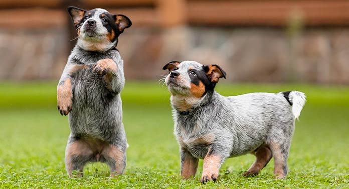 Red Heeler Puppies: Here's What You Need to Know