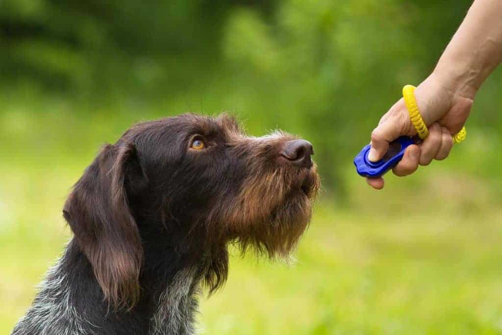 clicker training dog