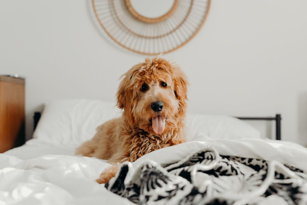 how much should goldendoodle puppy eats