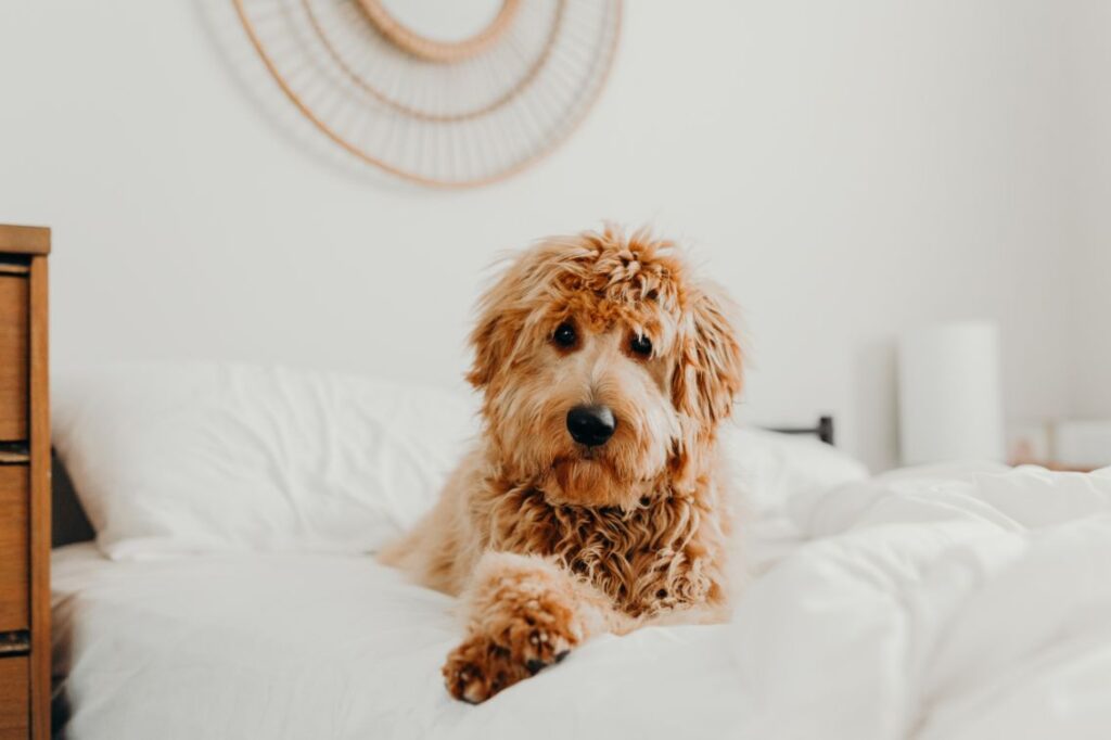 how much should goldendoodle puppy eats