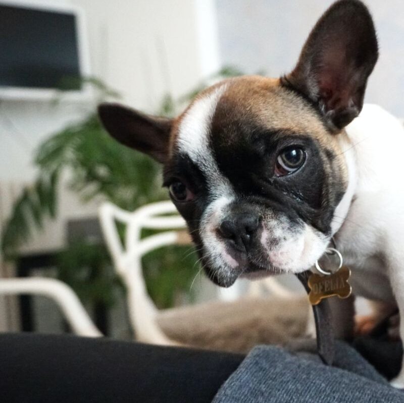 how much is a french bulldog puppy