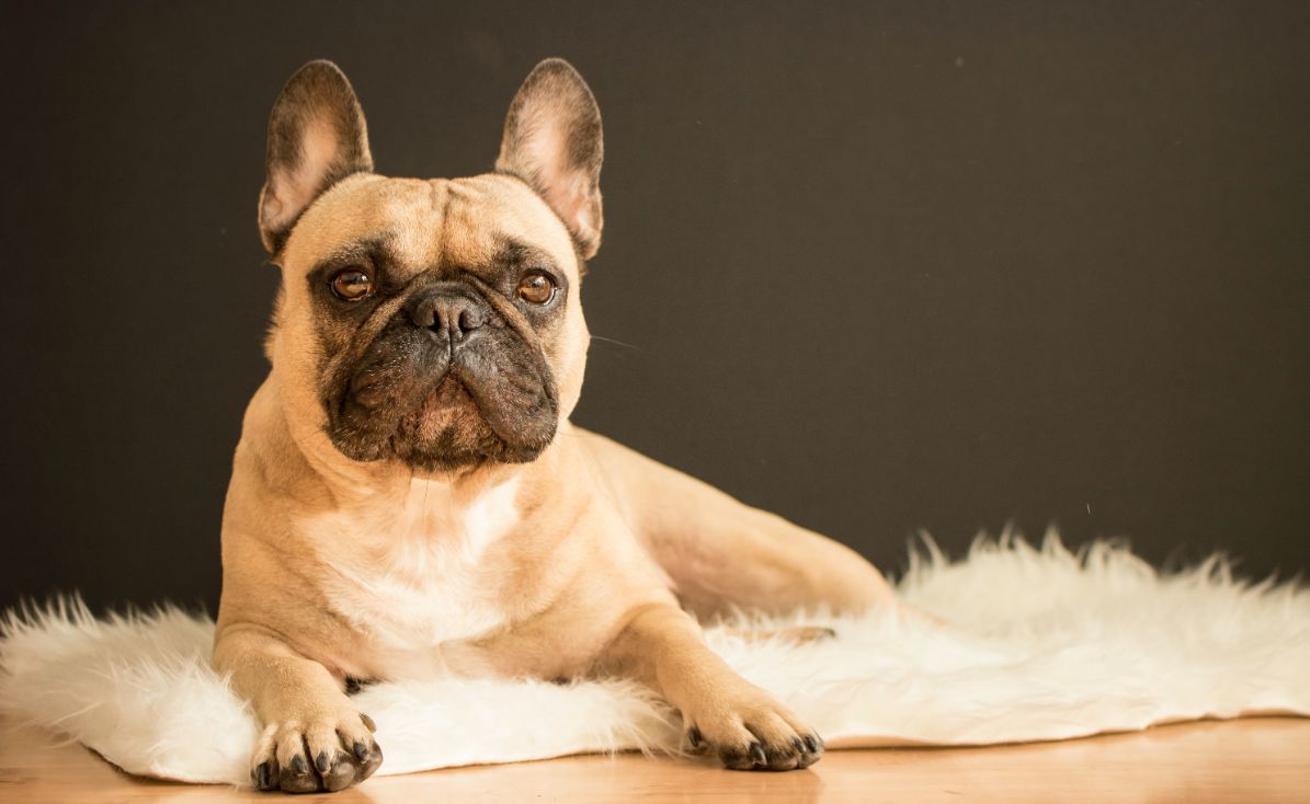 how much is a french bulldog puppy