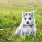 how much is a husky puppy