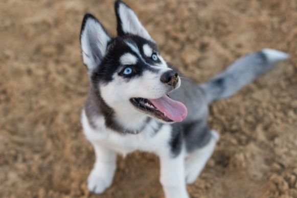 how much is a husky puppy