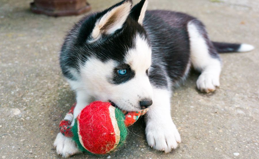 .how much is a husky puppy