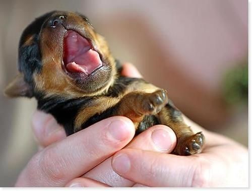 newborn rottweiler puppies
