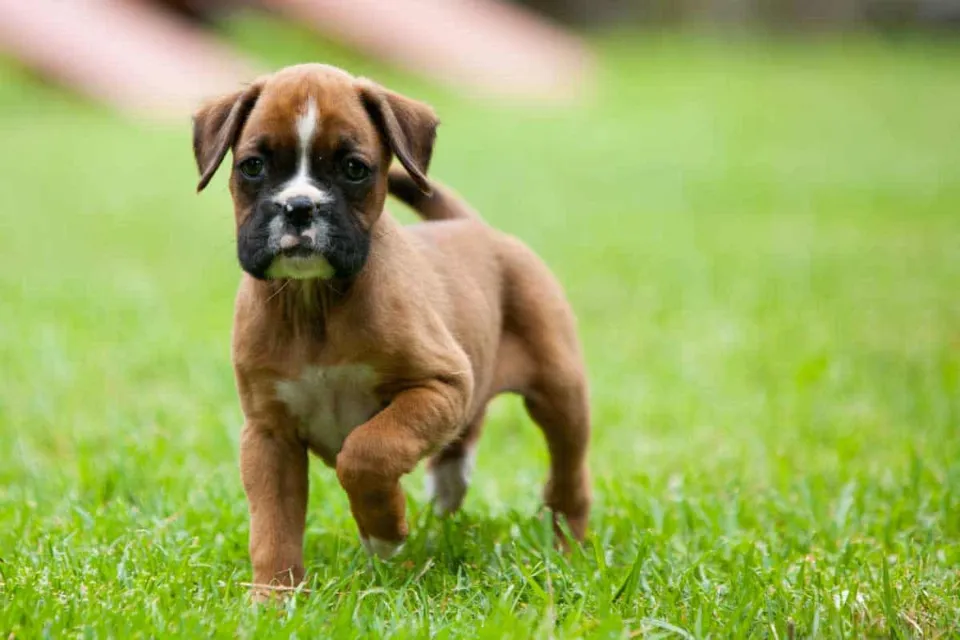 How Much Are Boxer Puppies? (The Real Cost)