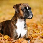 Tips For Training Your Pet Boxer