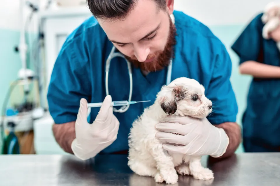 How Much Are Puppy Shots? 2023 Price Guide