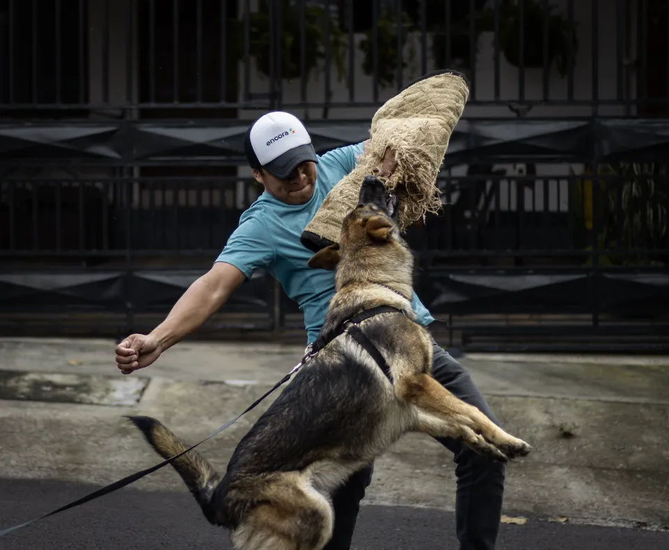 How to Become a Dog Trainer? 5 Easy Steps!