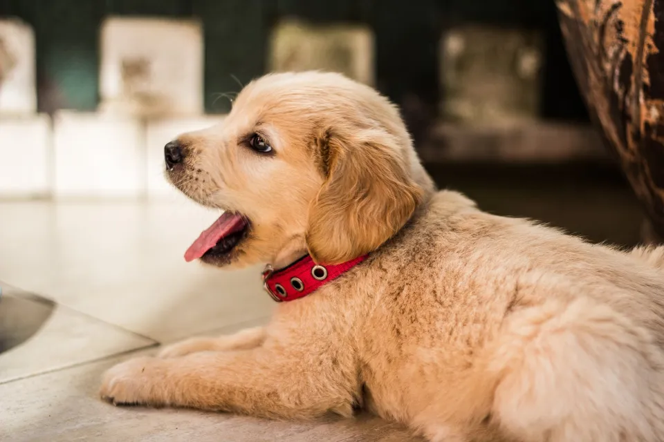 Should I Buy a Puppy With An Umbilical Hernia?
