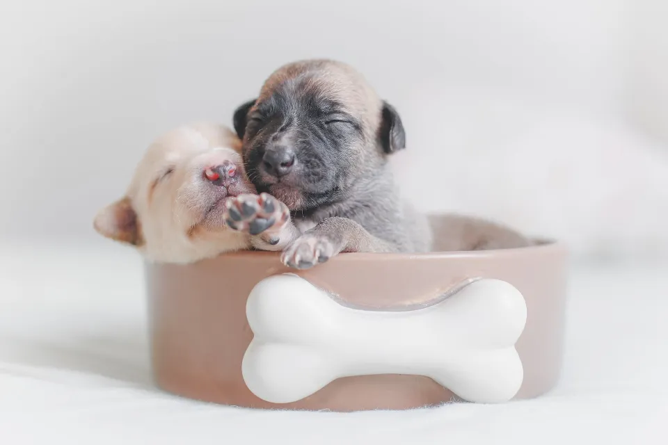 Should I Buy a Puppy With An Umbilical Hernia?