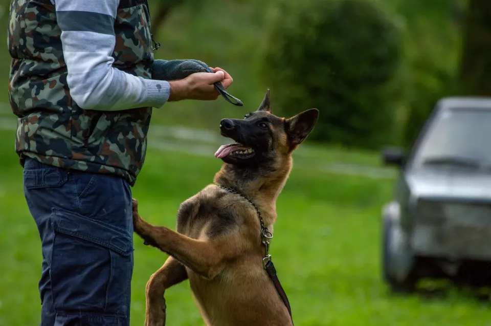 How to Become a Service Dog Trainer? A Beginner's Guide
