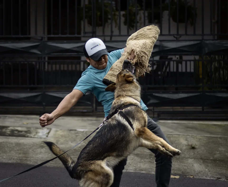 How to Train a Dog Not to Bite? 12 Effective Strategies