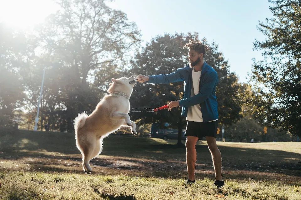 How to Train a Dog Not to Jump on People? Tips